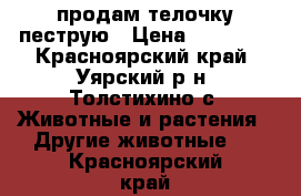 продам телочку пеструю › Цена ­ 13 000 - Красноярский край, Уярский р-н, Толстихино с. Животные и растения » Другие животные   . Красноярский край